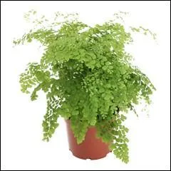 Jour 28. Fougère délicate, autrement nommée "cheveu de Vénus".