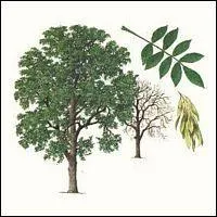 Jour 29. Arbre des forêts tempérées, à feuilles composées, reconnaissable à ses grappes de samares surnommées localement "langues d'oiseau" !