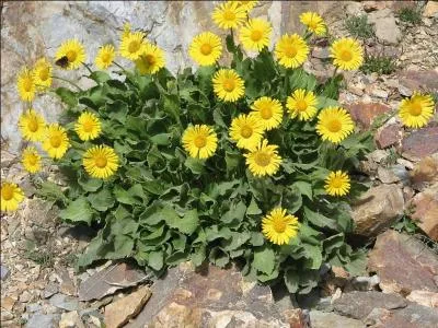 Jour 17. Plante vivace à racine un peu épaisse, dont la tige droite peut atteindre 1 mètre de haut. Autres noms : arnica à racines noueuses, herbe aux chamois !