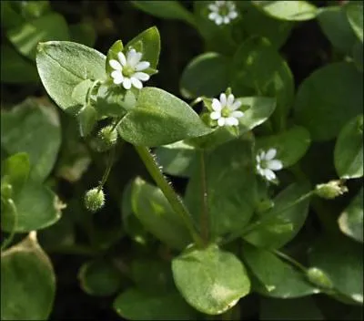 Jour 18. La stellaire intermédiaire est encore appelée "... blanc" ou "... des oiseaux" car ses graines, comestibles pour l'homme, sont très appréciées des oiseaux.