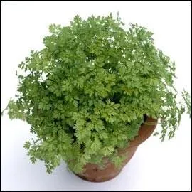 Jour 19. Plante condimentaire dont les feuilles ont un goût légèrement anisé. Ne pas confondre avec la petite ciguë qui est toxique !