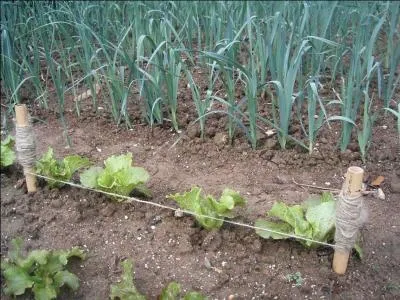 Jour 20. Outil de jardinage servant à tracer des lignes droites pour les semis ou les plantations.