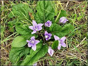 Jour 21. Plante herbacée vivace, des pays méditerranéens, voisine de la belladone, aux propriétés hallucinogènes.