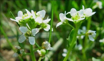 Jour 23. Plante herbacée de l'hémisphère nord, que l'on trouve le long du littoral, sur les falaises et dans les prés salés.