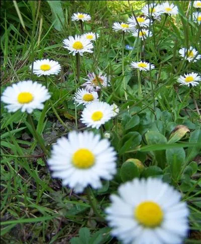 Jour 24. Plante vivace très rustique, de dix à vingt centimètres de haut.