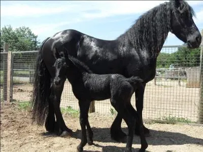 Quelle expression vous suggère la photo de ce cheval, originaire des Pays-Bas ?
