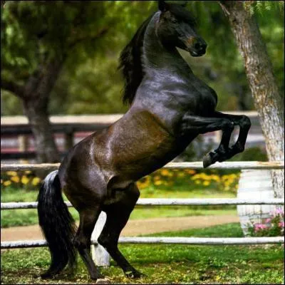 Après tout, c'est un problème de hanches !