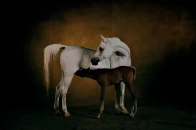 Comment appelle-t-on une jument qui possède des canines, comme un mâle ?