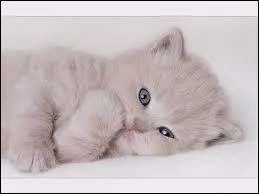 Est-ce que Violetta a un chat ?