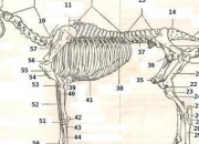 Quiz Le squelette du cheval (galop 5)