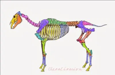 En quelle couleur sont représentées les côtes ?