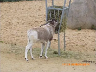 Un addax vit dans le désert...