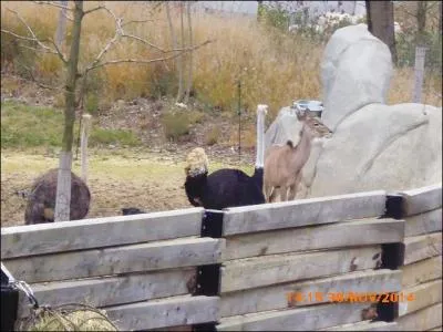 Chez les autruches, qui couve les ufs ?