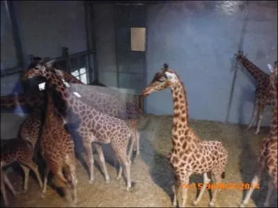 Quelle est la couleur de la langue d'une girafe ?