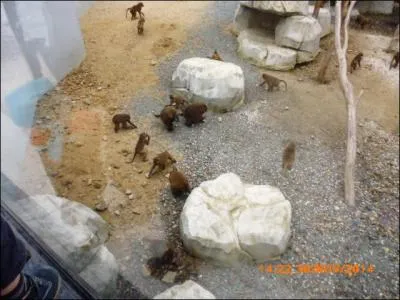 Le nom scientifique du babouin de Guinée est...