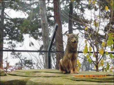 Ce chien de prairie a l'air tout gentil !