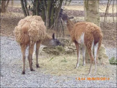 Le guanaco est un mammifère ressemblant beaucoup au lama. Il est en ____________ d'extinction.