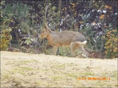 Quel est l'autre nom du mara, un mammifère très rapide vivant en Patagonie ?