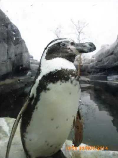 Quelle sous-espèce de manchot cet oiseau est-il ?