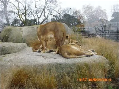 Ces félins sont des...