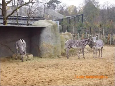 A la naissance, les petits zèbres ont des rayures...