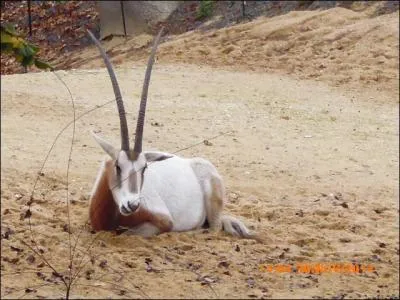 L'oryx algazelle vit dans les forêts humides du Brésil.