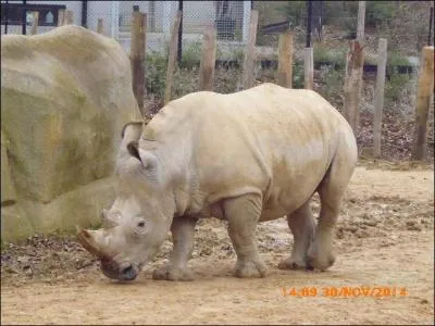 Ce rhinocéros est un rhinocéros...