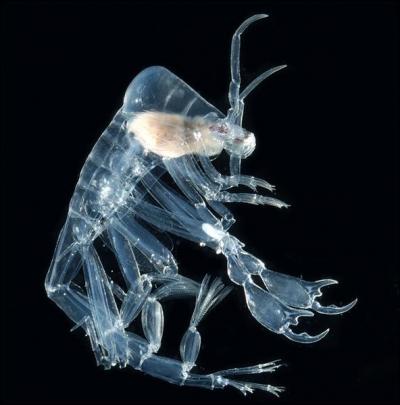 La créature de quel film a été inspirée par le Phronima sedentaria ? 
Rappel : Ce crustacé de 2 cm vit en parasite dans le corps des méduses entre 200 et 1 000 m de profondeur.