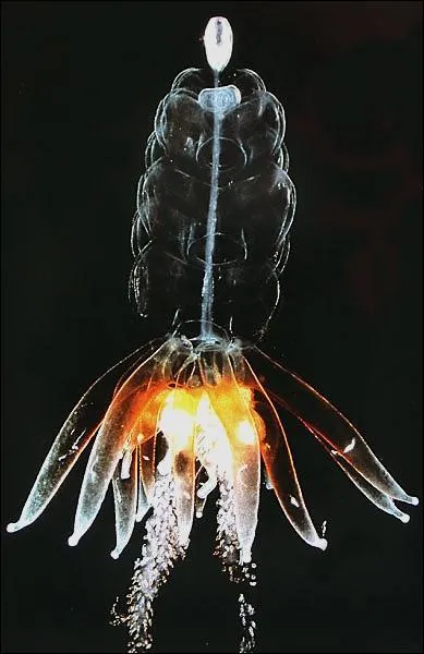 Comment le physophore vahiné attrape-t-il ses proies ?
Rappel : il fait partie de la famille des siphonophores