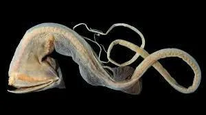 Combien le grandgousier mesure-t-il ?
Rappel : Ce poisson peut vivre à plus de 3 000 m de profondeur.