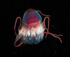 Jusqu'à combien de mètres de profondeur peut-on trouver ces immenses méduses casquées de plus d'un mètre d'envergure ?