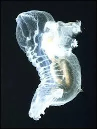 Qu'est-ce qui fait le succès des concombres de mer comme ce Peniagone gracilis ?