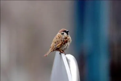 J'espère qu'il y aura "Foule" pour trouver son nom ?