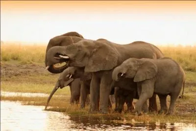 Vous allez trouver la source, j'en suis certain, je dirai même mieux, "I presume" !