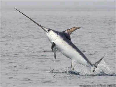 Quel est le nom latin de l'espadon (pas le voilier) ?