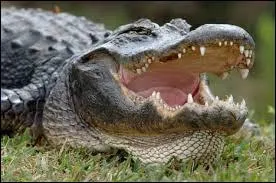 Lorsque je discute avec mon ami chiite et que je ne suis pas de son avis, je n'hésite pas à lui dire que parfois, c'est...