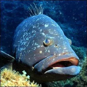 Quel est le seul poisson que l'on peut tondre ?