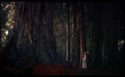 Dans le célèbre film d'Hitchcock, Vertigo (Sueurs froides), l'action se déroule à San-Francisco, mais les personnages visitent un lieu que le réalisateur rend étrange à souhait, pour servir l'intrigue. Ce lieu célèbre de Californie est ?