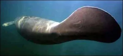 Si vous ne trouvez pas cette ville guadeloupéenne, vous allez pleurer, car attention au piège !