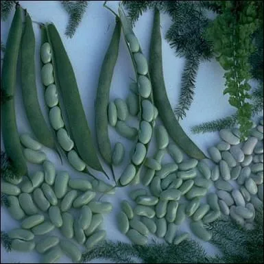 Soyez comme larrons en foire, cette ville ne compte pas seulement pour des haricots !