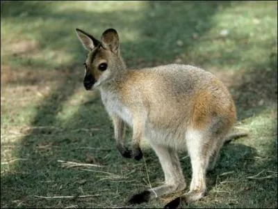 Qu'est-ce qui rend le kangourou spécial ?