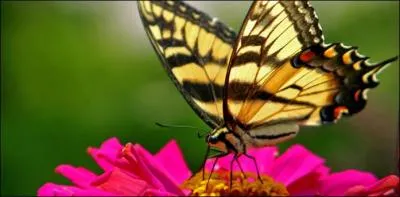 Les insectes sont-ils des mammifères ?