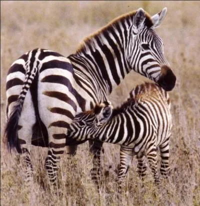 Vous n'allez peut-être pas me croire mais je peux vous dire que cet herbivore porte un pyjama !