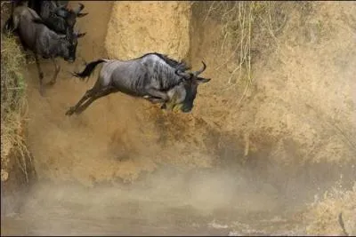 Celui-ci parcourt des milliers de kilomètres pour rentrer chez lui :