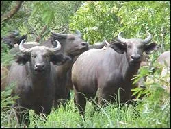 Si vous n'avez pas peur de cet animal et bien sachez que même les grands prédateurs l'évitent :