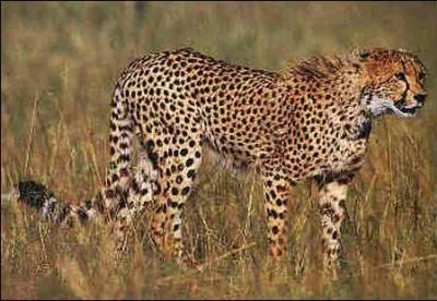 Si ici tu te trompes c'est que tu ne connais aucun animal de la savane car ce félin est un beau sprinter !