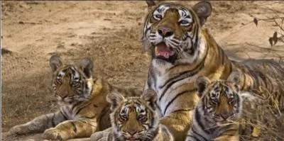 Connaissez-vous le plus grand félin sauvage ?