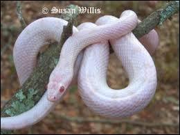 Un serpent étrange, parfait pour célébrer la Saint-Valentin, c'est un/une... !