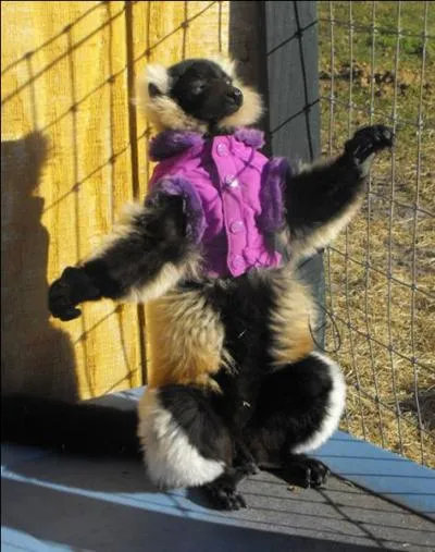 Retrouvez son ennemi !