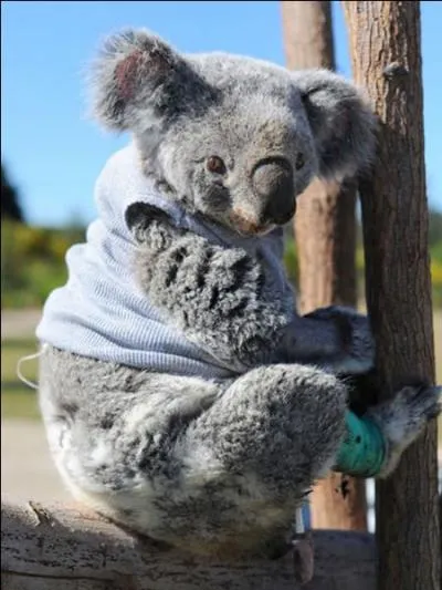 Vous avez un problème avec vos bronches, quel médicament allez-vous choisir ?